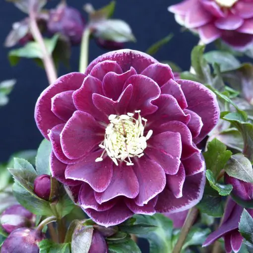 Helleborus Winter Jewels® 'Amethyst Gem' - Hellebore (1 Gallon)