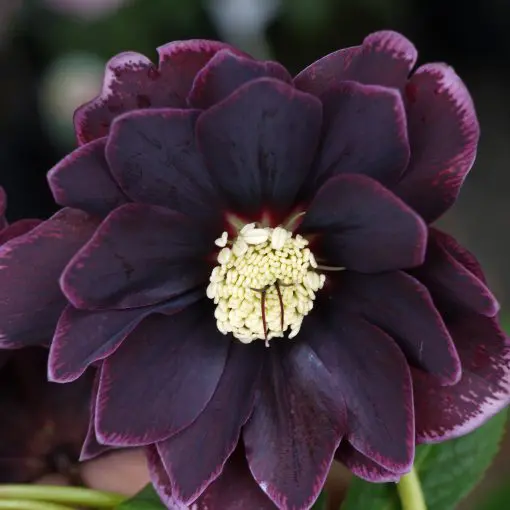 Helleborus Winter Jewels® 'Amethyst Gem' - Hellebore (1 Gallon)