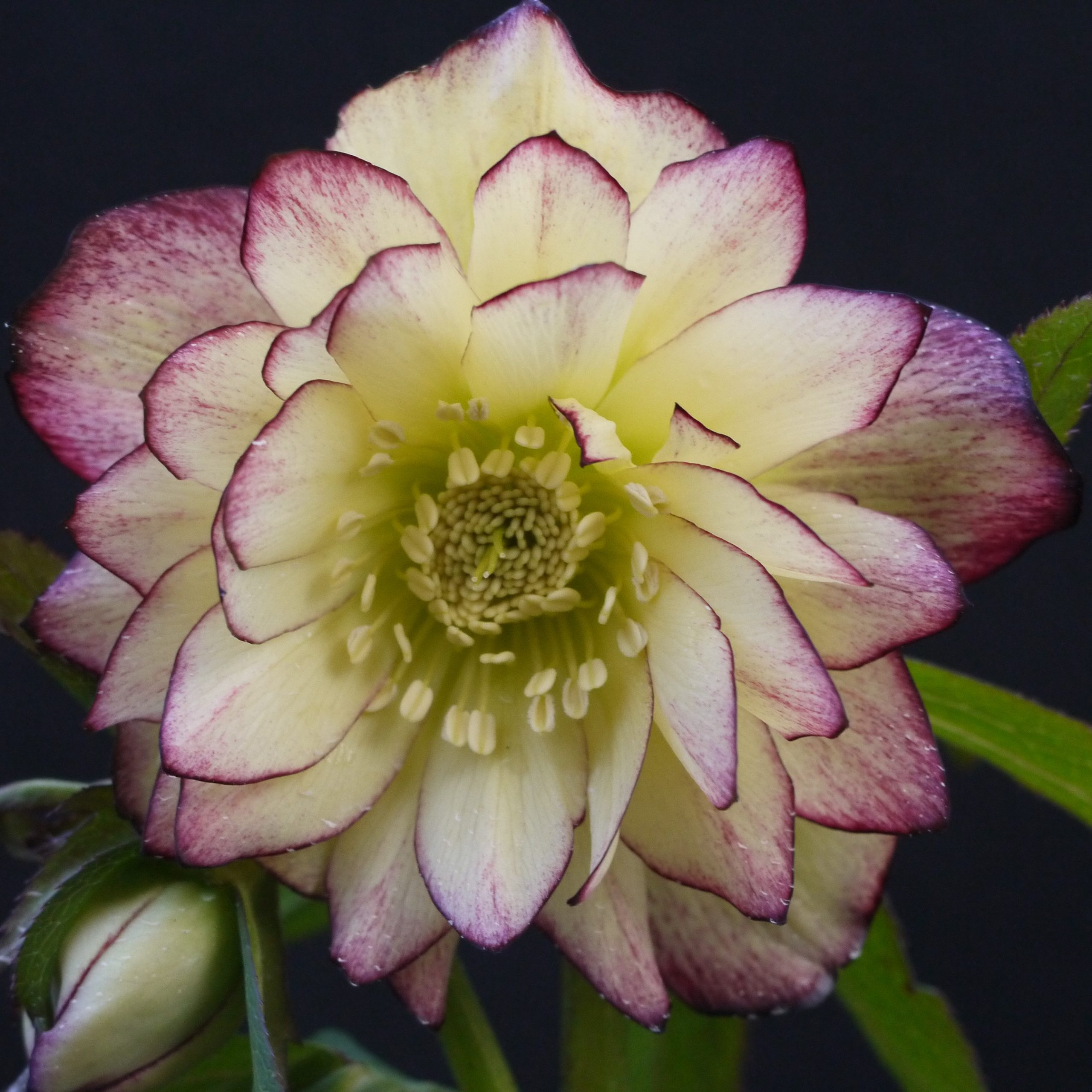 Helleborus Winter Jewels® 'Rose Quartz' - Hellebore (1 Gallon) - Image 7