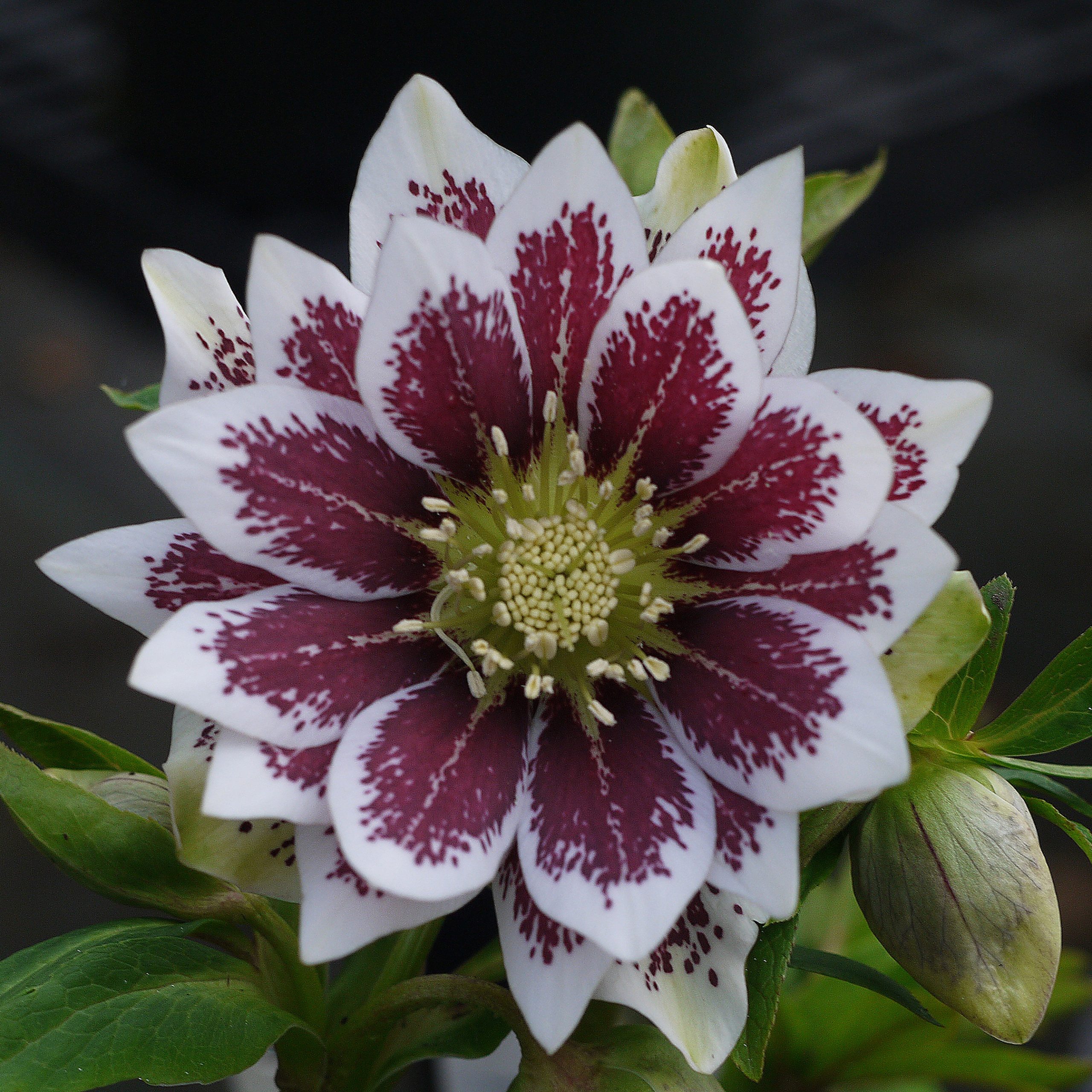 Helleborus Winter Jewels® 'Double Painted' - Hellebore (1 Gallon)