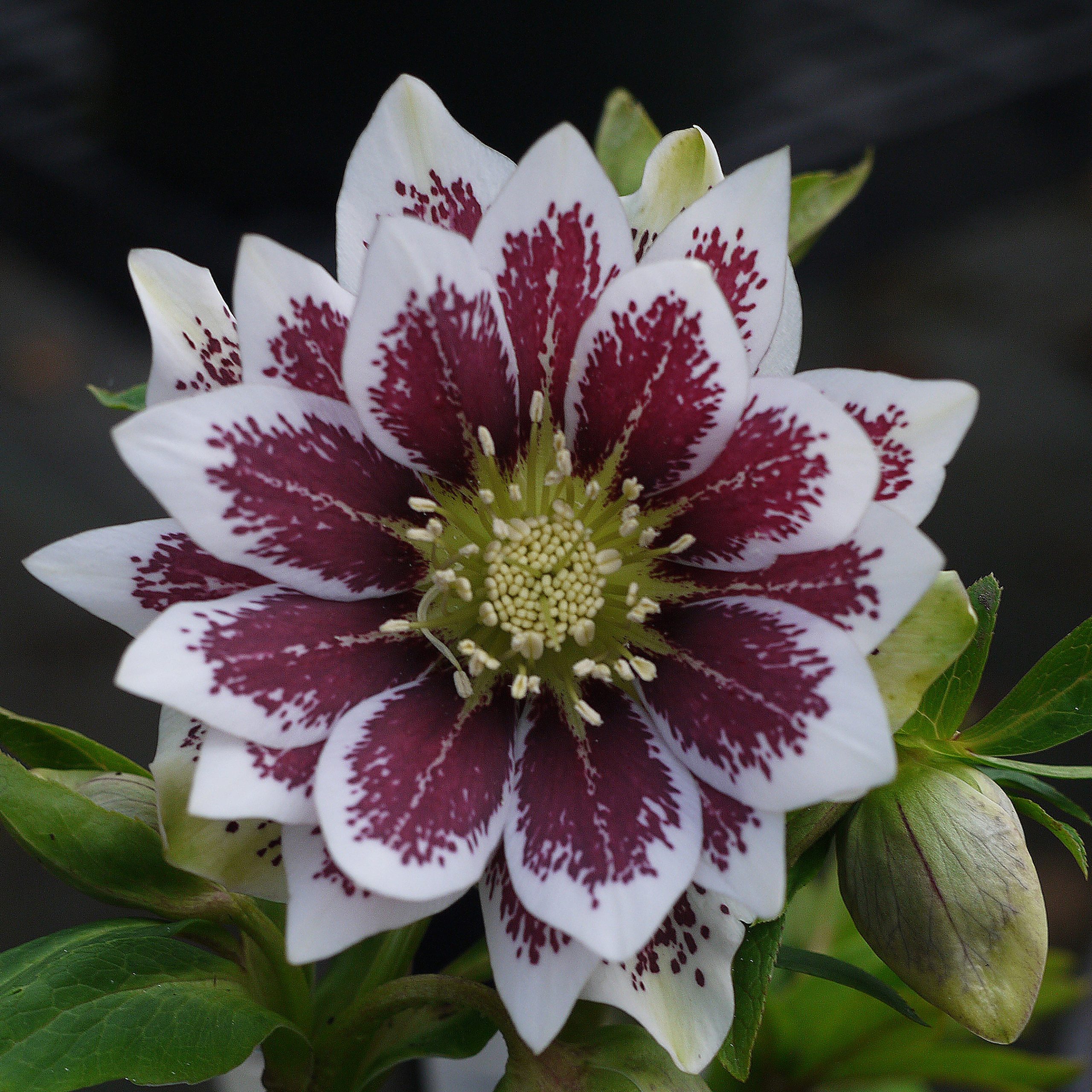 Helleborus Winter Jewels® 'Double Painted' - Hellebore (1 Gallon) - Image 3