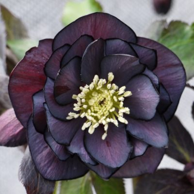 Helleborus Winter Jewels® 'Double Slate' - Hellebore (1 Gallon)