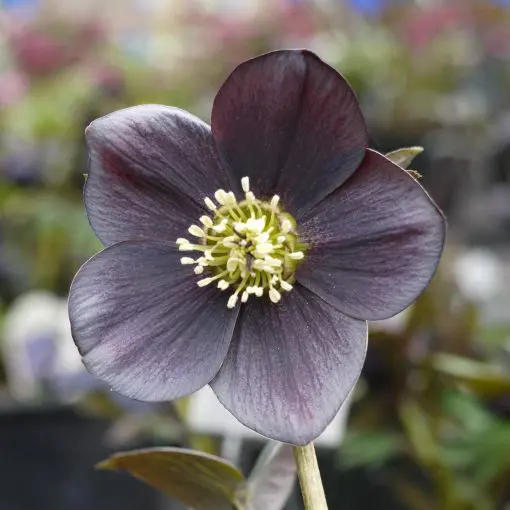 Helleborus Winter Jewels® 'Blue Diamond' - Hellebore (1 Gallon)