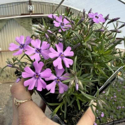 Phlox subulata 'Purple Beauty' - Creeping Phlox (4" Pot)