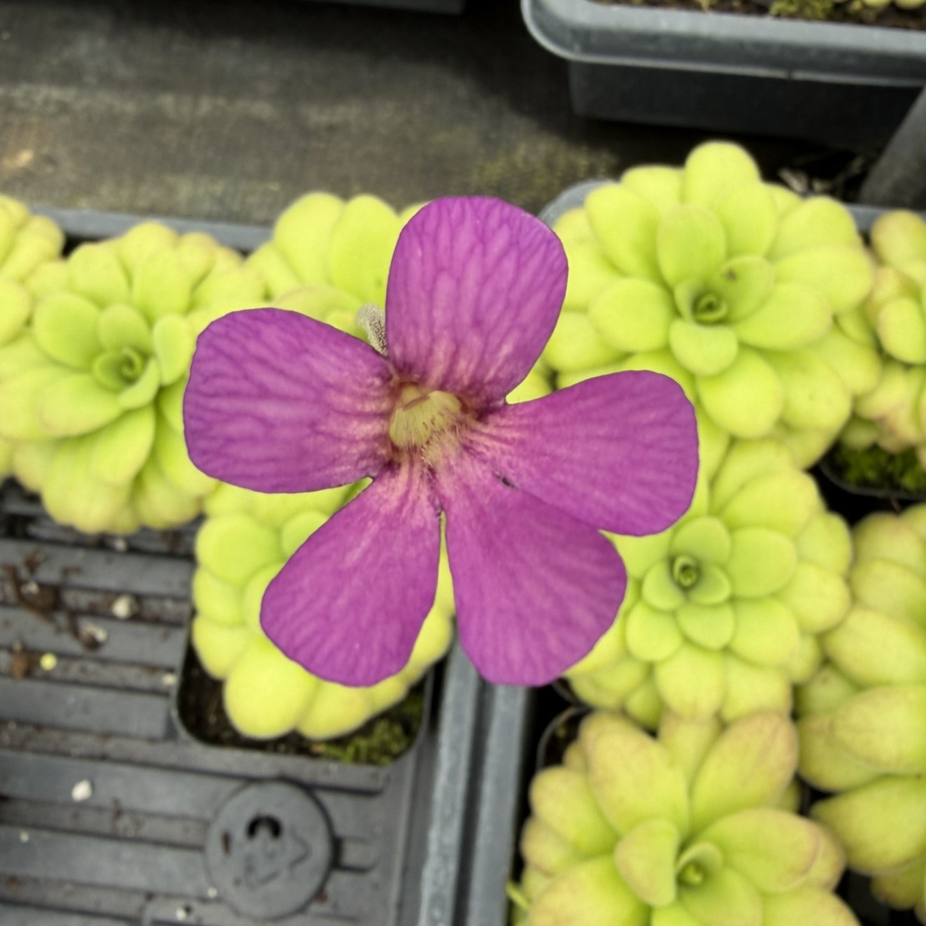 Pinguicula 'Guatemala' - Butterwort Carnivorous Plant (2" Pot) - Image 2