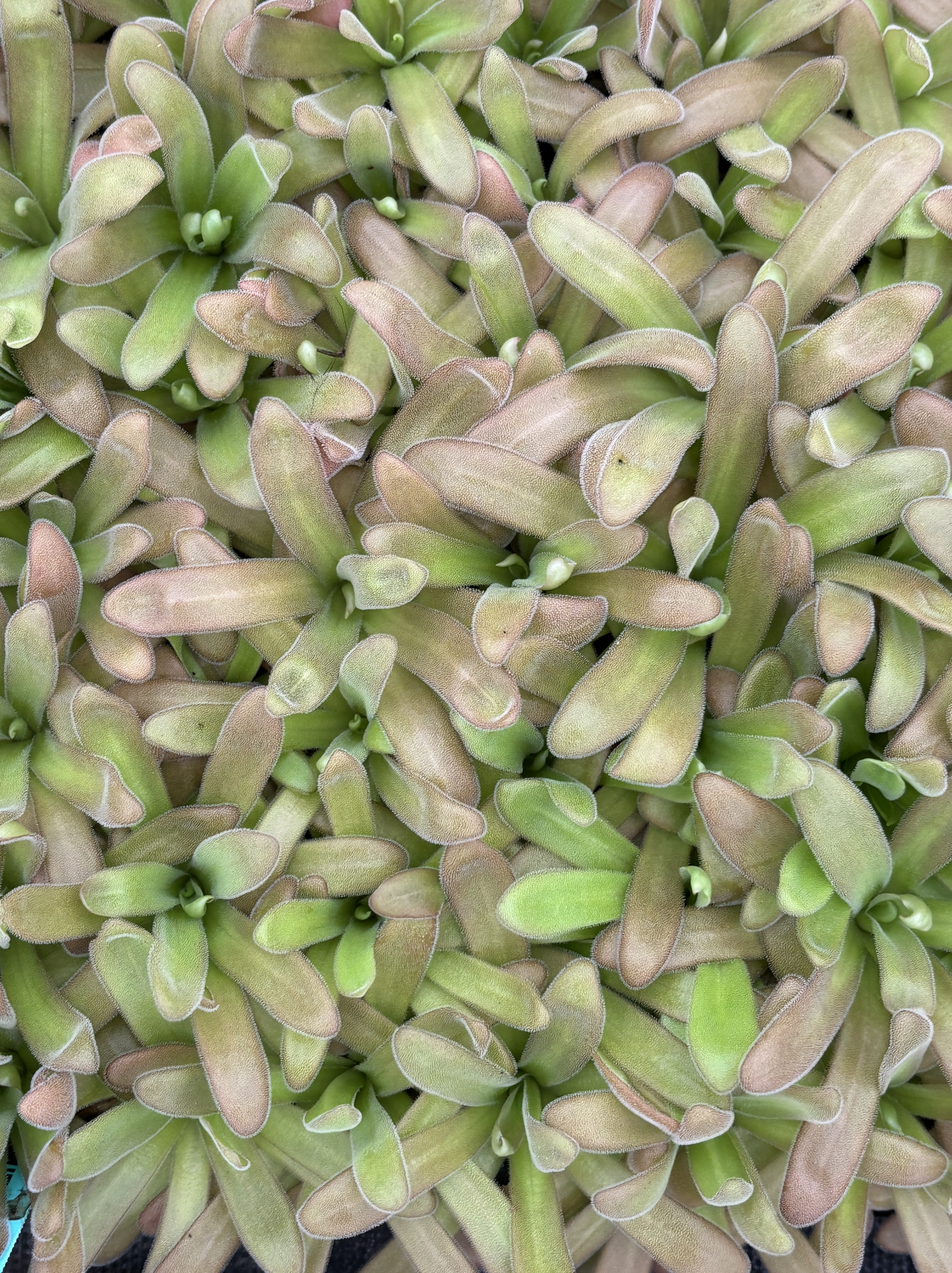 Pinguicula agnata x gypsicola - Butterwort Carnivorous Plant (2" Pot) - Image 4