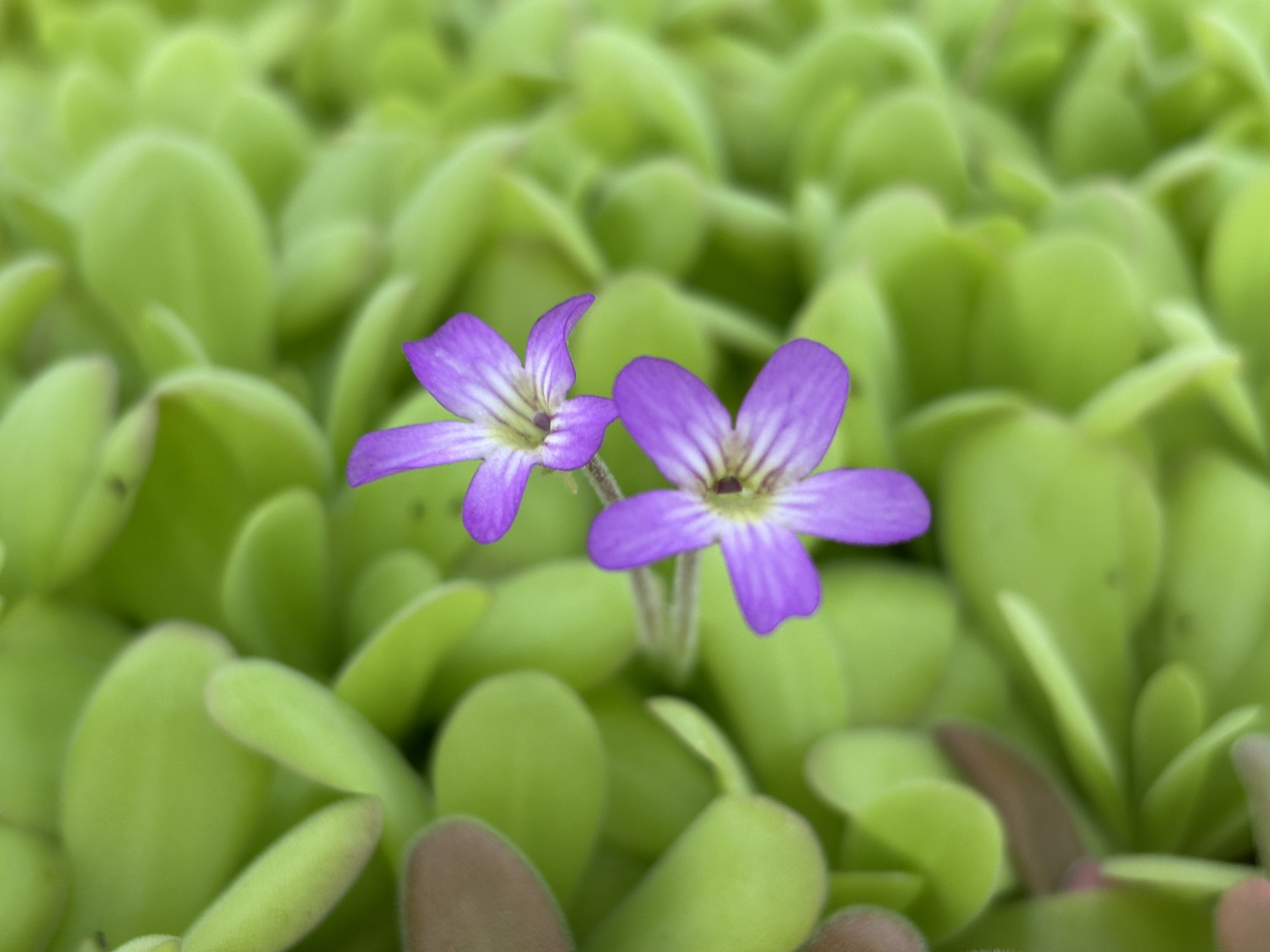 Pinguicula agnata x potosiensis - Butterwort Carnivorous Plant (2" Pot) - Image 4