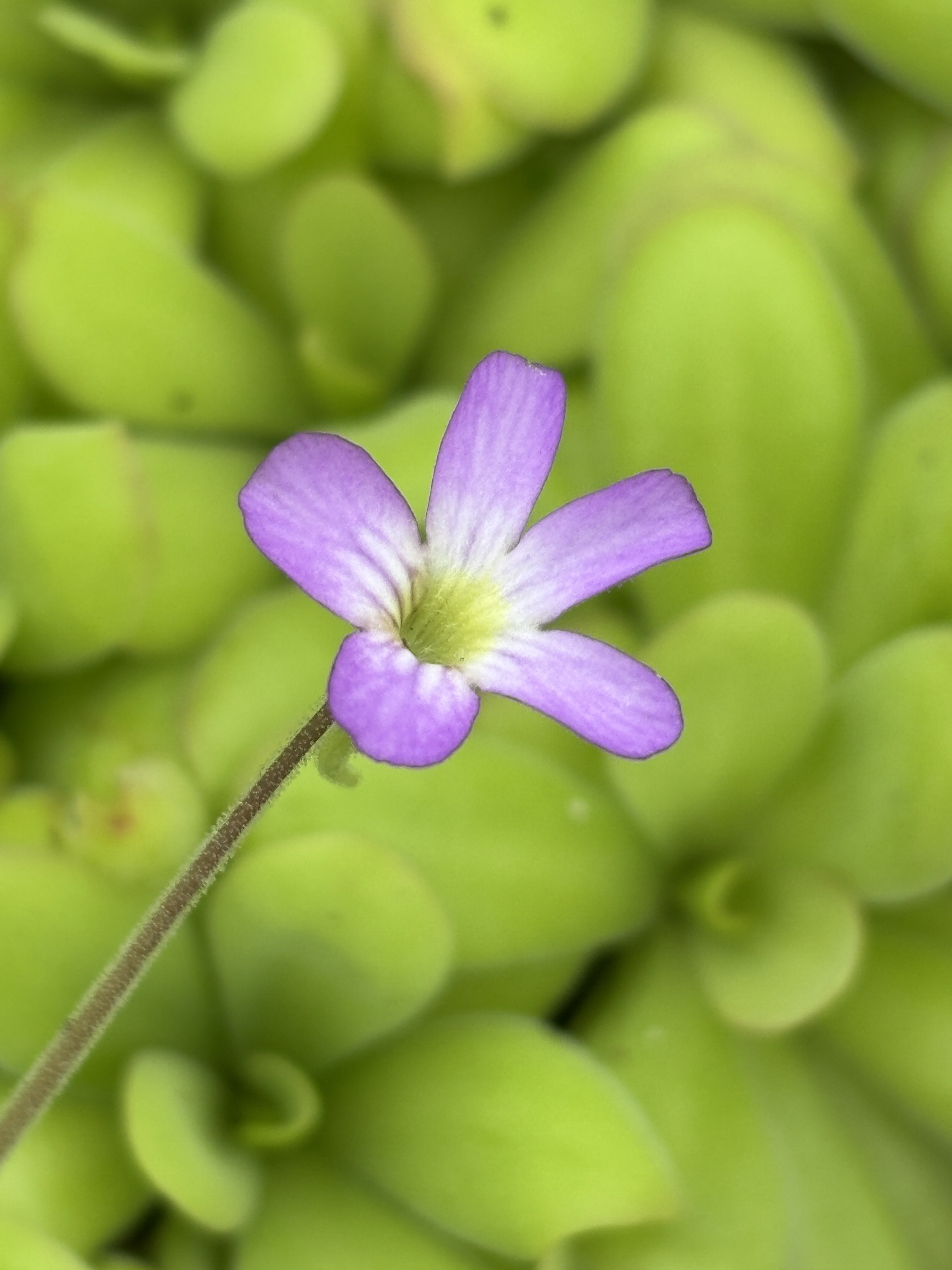 Pinguicula agnata x potosiensis - Butterwort Carnivorous Plant (2" Pot) - Image 2