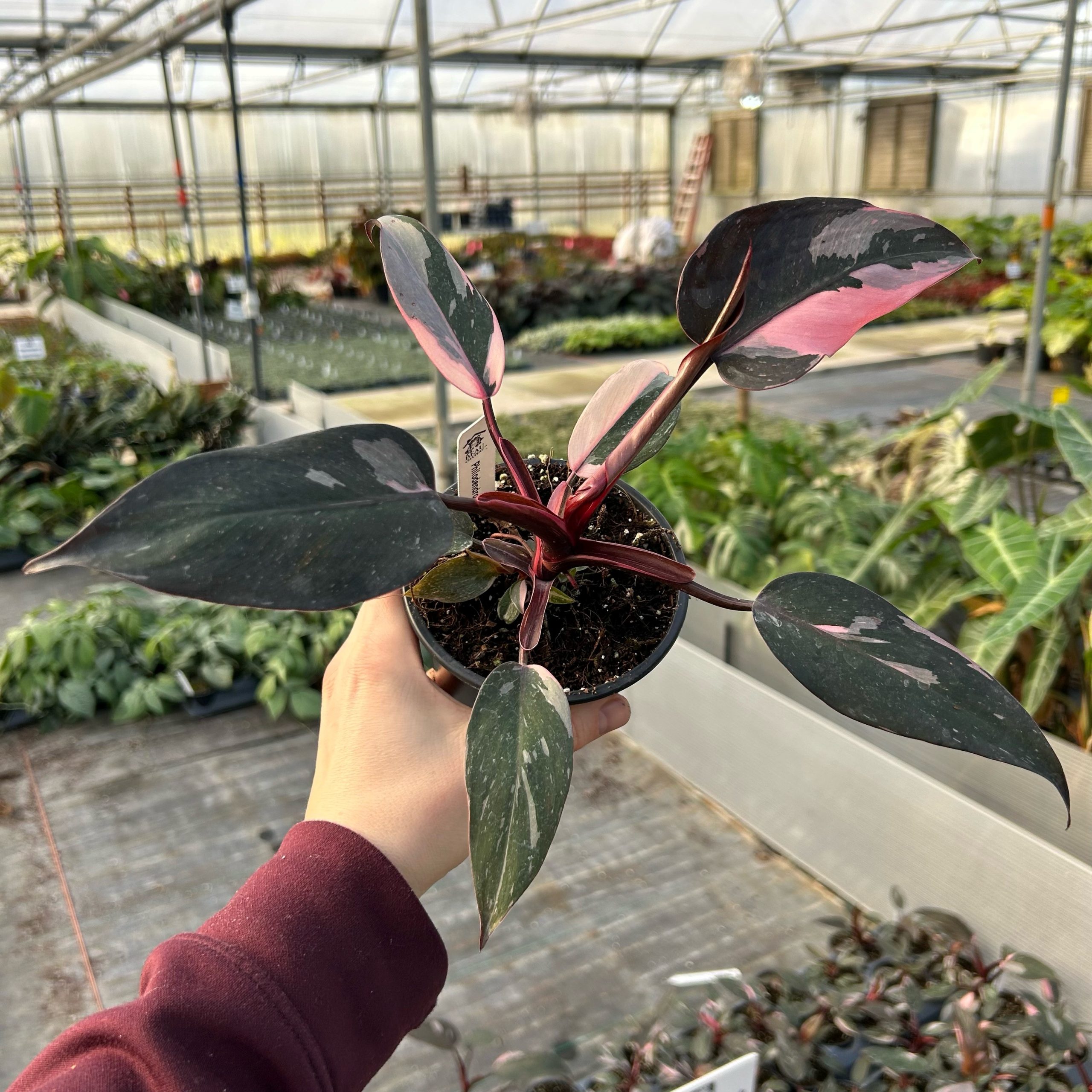 Philodendron 'Pink Princess Marble' (4.5" Pot) | Little Prince of Oregon  Nursery