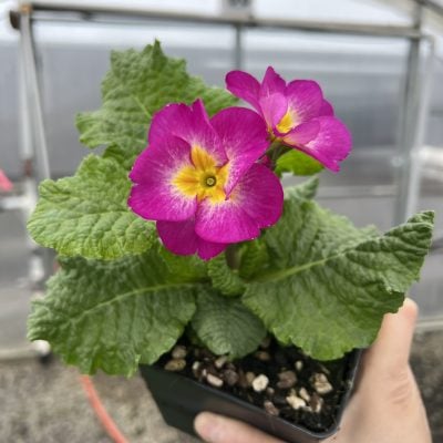 Primula polyantha 'SuperNova Mix' - Primrose (4" Pot)