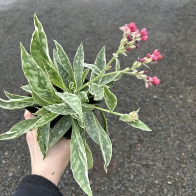 Pulmonaria 'Raspberry Frost' - Lungwort (4.5" Pot)