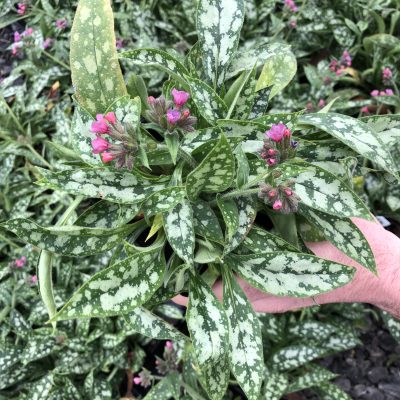 Pulmonaria 'Raspberry Splash' - Lungwort USPP#12138 (4.5" Pot)