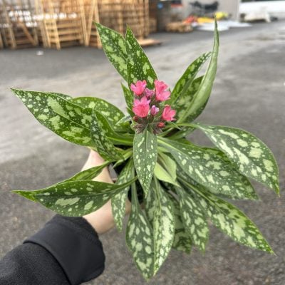 Pulmonaria 'Shrimps on the Barbie' - Lungwort (4.5" Pot)