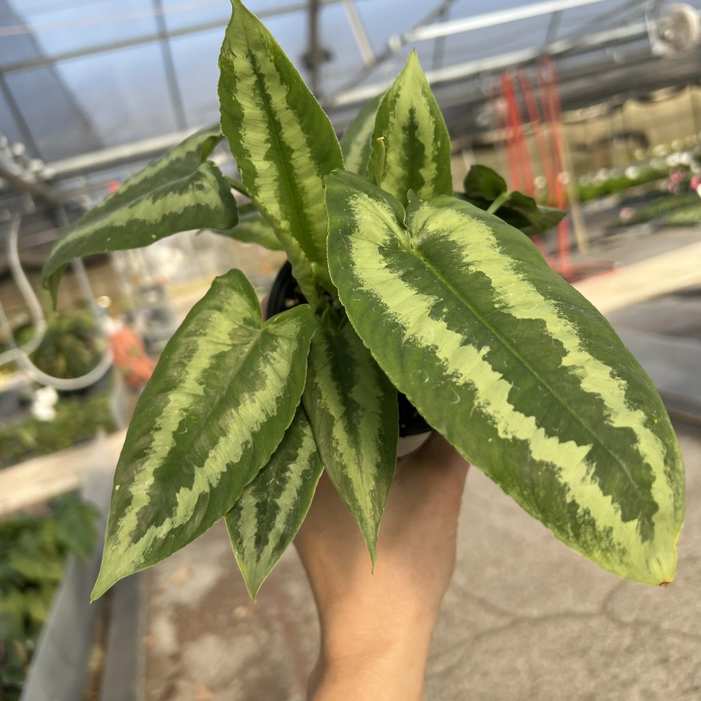 Schismatoglottis wallichii (4.5