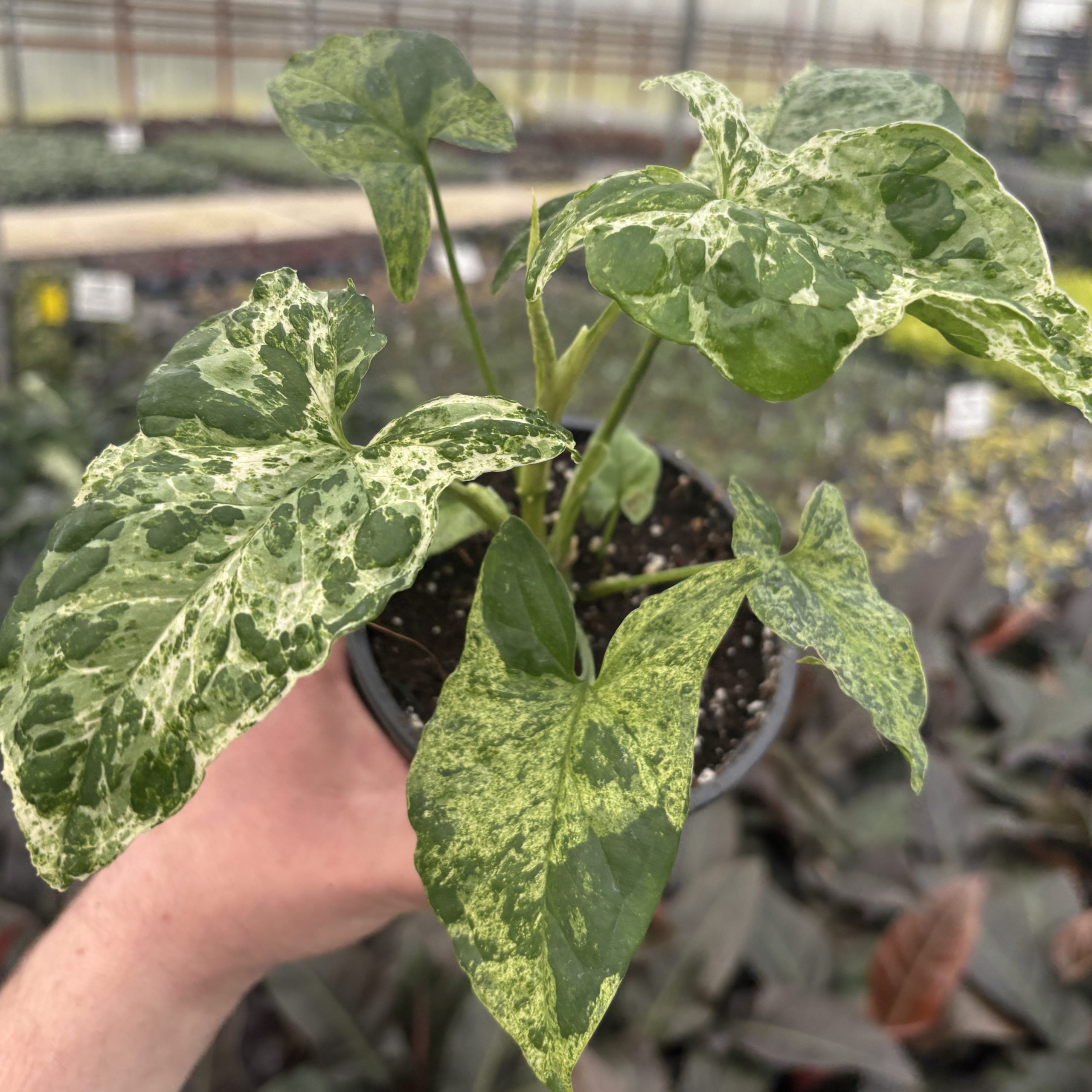 Syngonium 'Mojito' - Variegated Arrowhead Vine (4.5" Pot)
