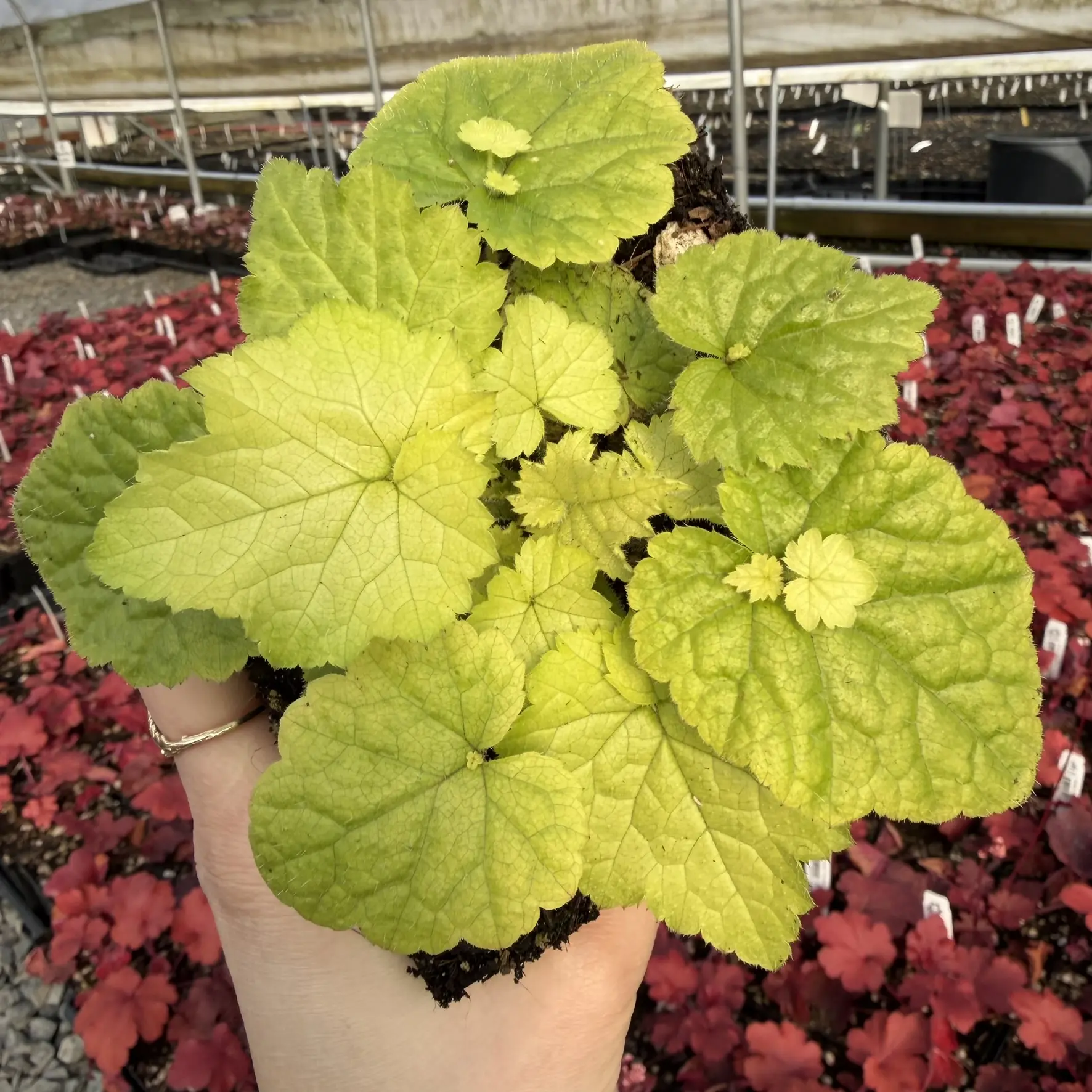 Tolmiea menziesii 'Cool Gold' - Gold Piggyback Plant (4.5