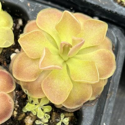 Pinguicula 'Weser' - Butterwort Carnivorous Plant (2" Pot)