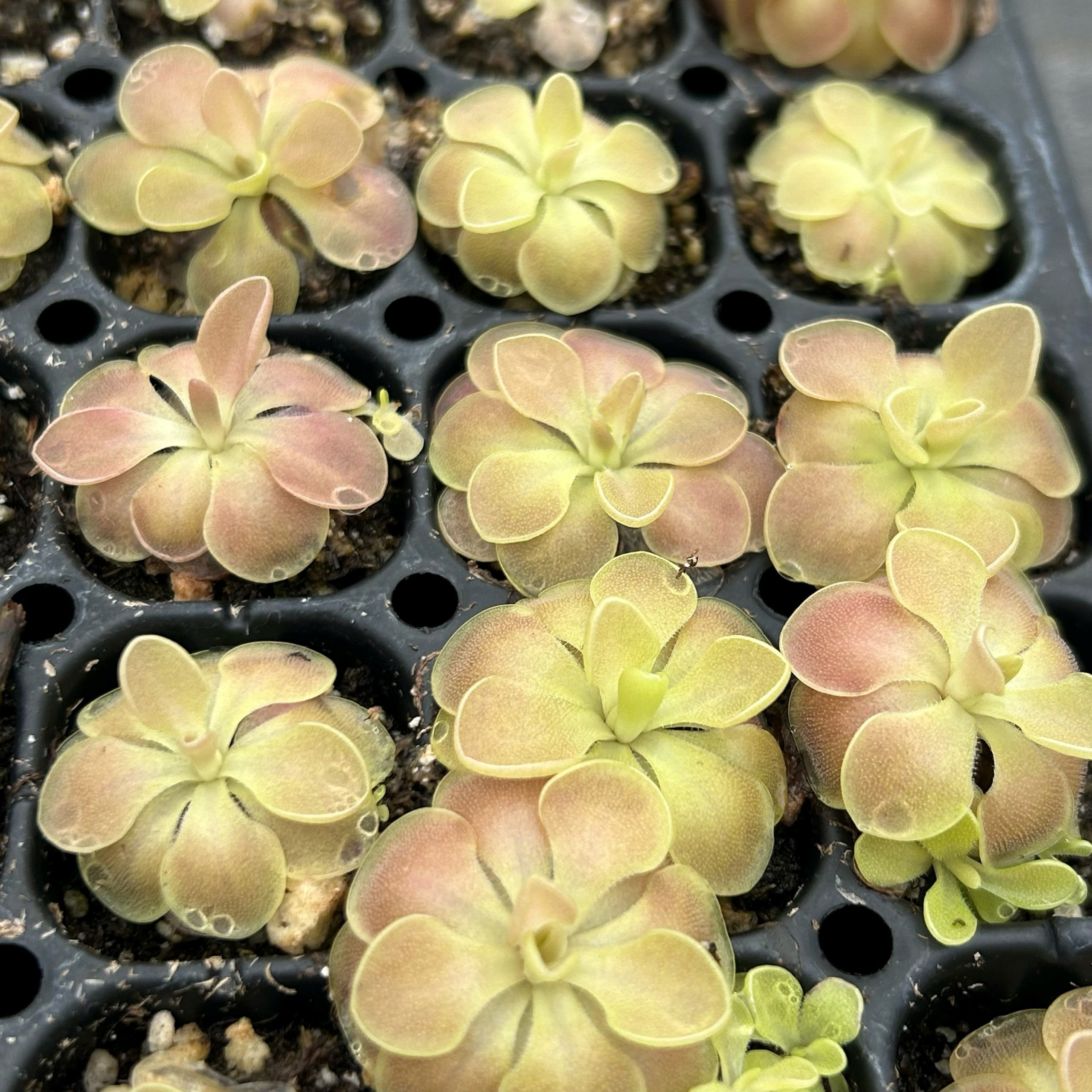 Pinguicula 'Weser' - Butterwort Carnivorous Plant (2" Pot) - Image 2