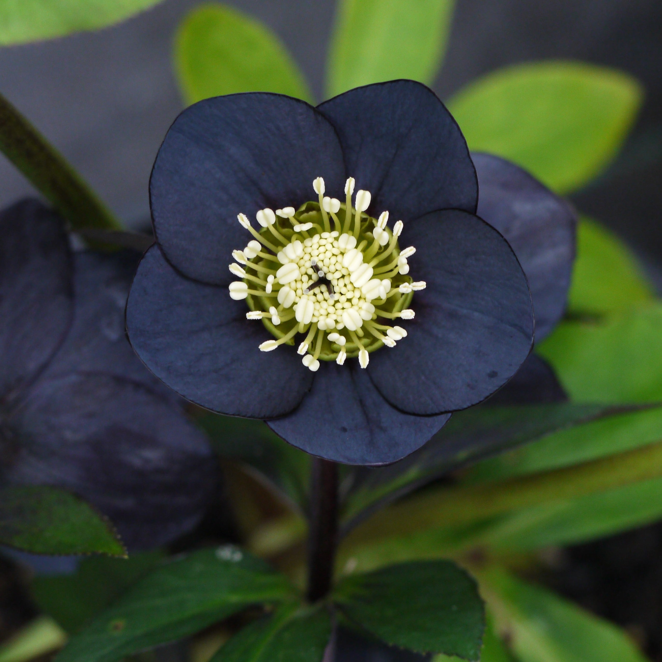 Helleborus Winter Jewels® 'Black Diamond' - Hellebore (1 Gallon) - Image 5