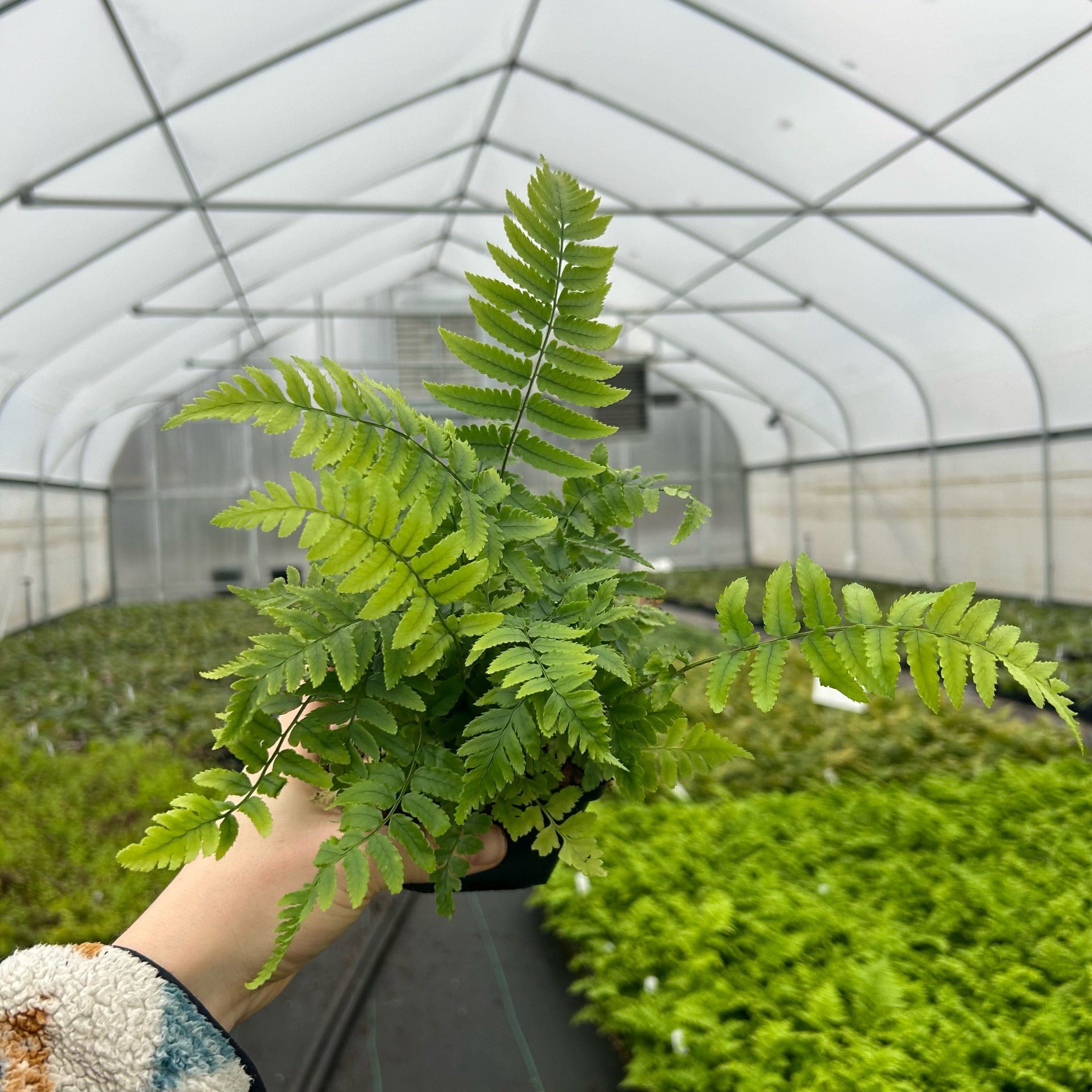 Dryopteris atrata - Shaggy Wood Fern (3.5" Pot) - Image 3