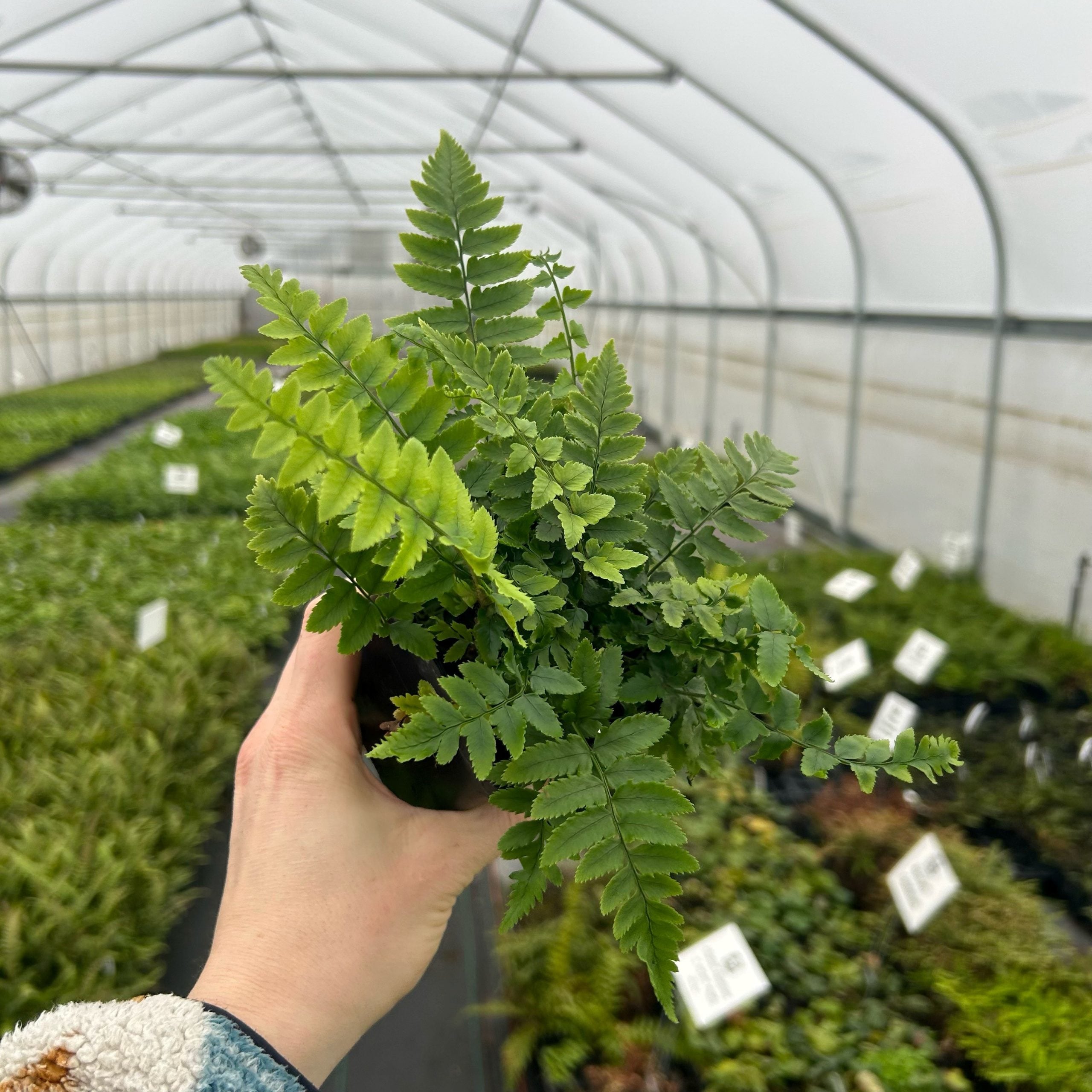 Dryopteris atrata - Shaggy Wood Fern (3.5" Pot) - Image 5