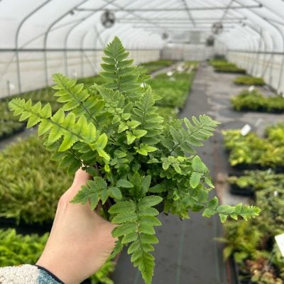 Dryopteris atrata - Shaggy Wood Fern (3.5" Pot)