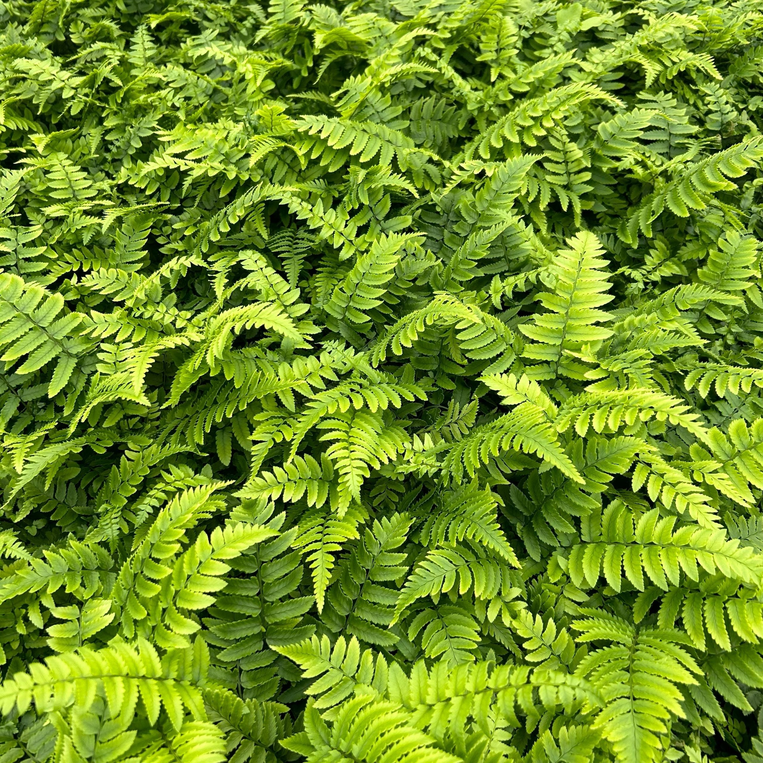 Dryopteris atrata - Shaggy Wood Fern (3.5" Pot) - Image 2