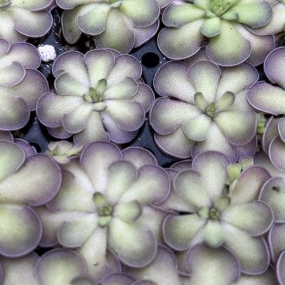 Pinguicula Cyclosecta - Butterwort Carnivorous Plant (2" Pot)