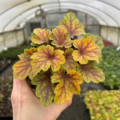 Heuchera 'Electra' - Coral Bells (4.5" Pot)