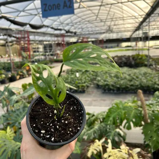 Monstera esqueleto (4.5" Pot) | Little Prince of Oregon Nursery