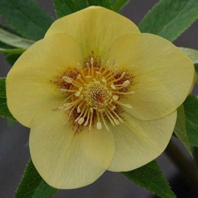 Helleborus Winter Jewels® 'Golden Sunrise'- Hellebore (1 Gallon)