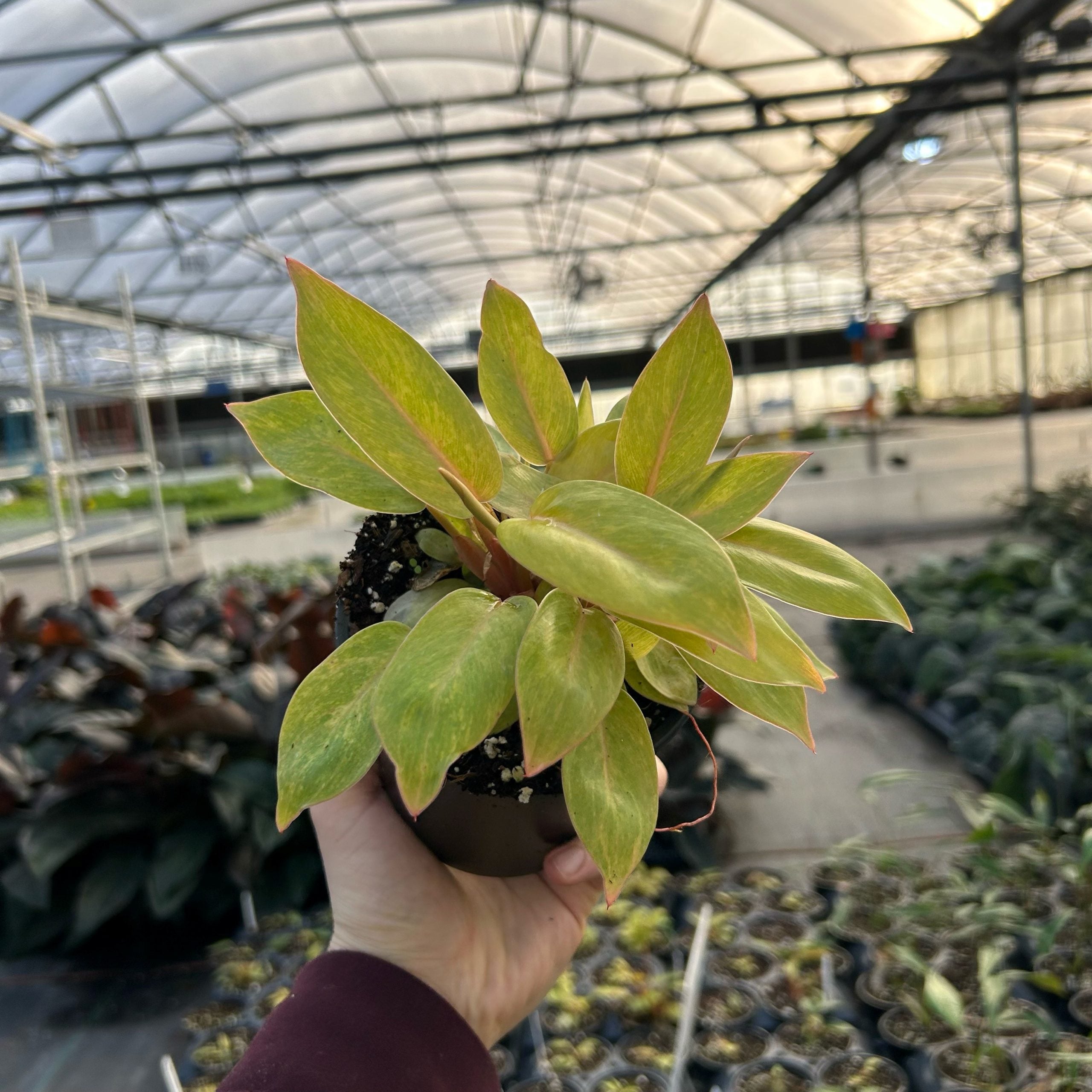 Philodendron 'Painted Lady' (4.5" Pot) | Little Prince of Oregon Nursery