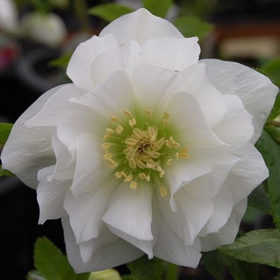 Helleborus Winter Jewels® 'Sparkling Diamond' - Hellebore (1 Gallon)
