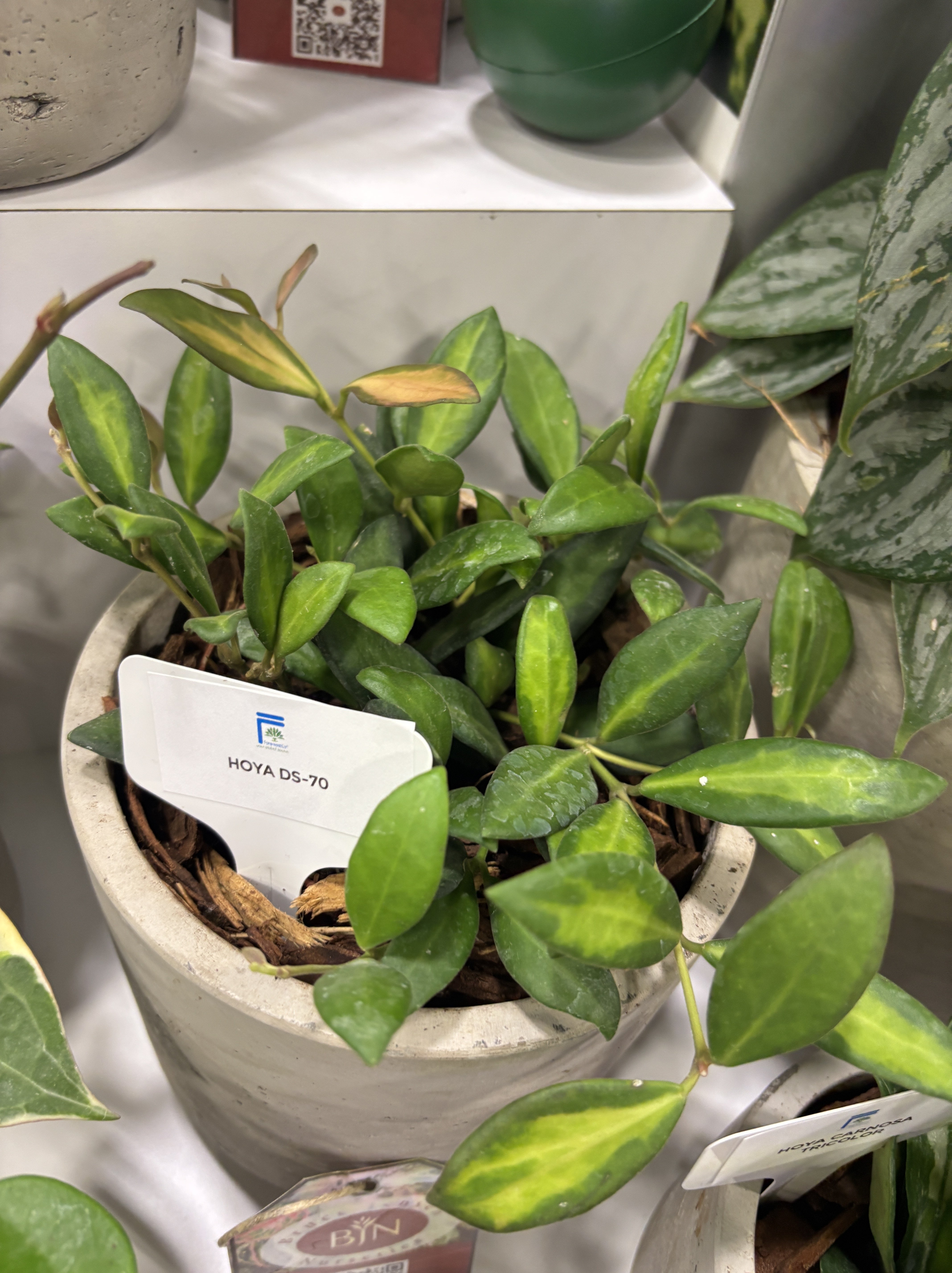 Hoya DS-70 'Variegata' - (Wax Vine) | Little Prince of Oregon Nursery