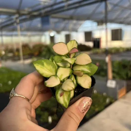Hoya heuschkeliana 'Variegata' - (Wax Vine) | Little Prince of