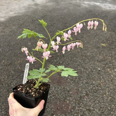 Dicentra spectabilis 'Cupid' - Bleeding Heart (4.5" Pot)