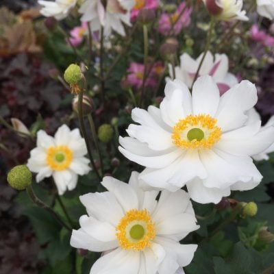 Anemone Fantasy™ Snow Angel PP# 31802 (4.5" Pot)