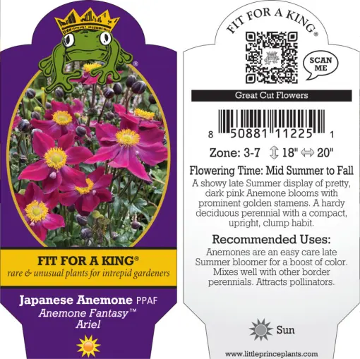 Anemone Fantasy™ Ariel PPAF (4.5