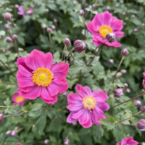 Anemone Fantasy™ Ariel PPAF (4.5