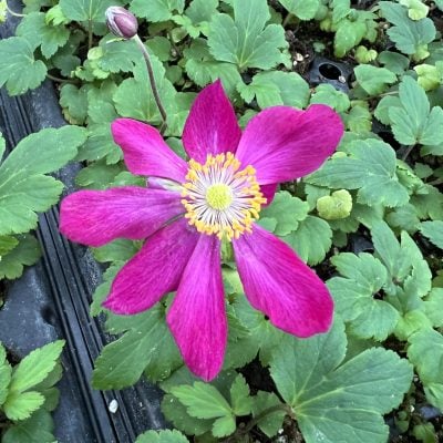 Anemone Fantasy™ Ariel PPAF (4.5" Pot)