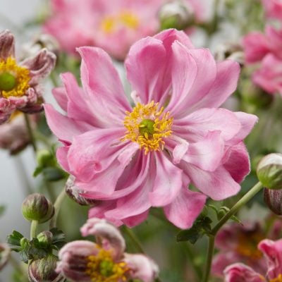 Anemone Fantasy™ Belle PPAF (4.5" Pot)