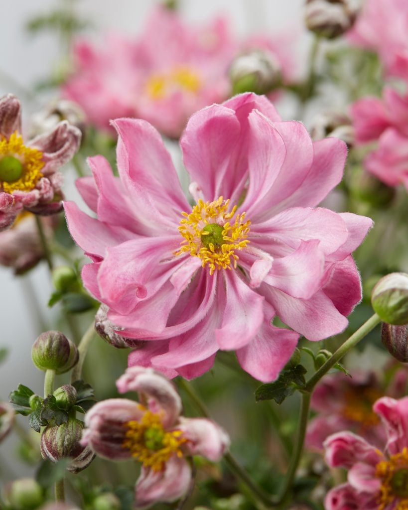 Anemone-Fantasy™-Belle-PPAF-