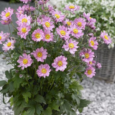 Anemone Fantasy™ Pocahontas PP# 25352 (4.5" Pot)