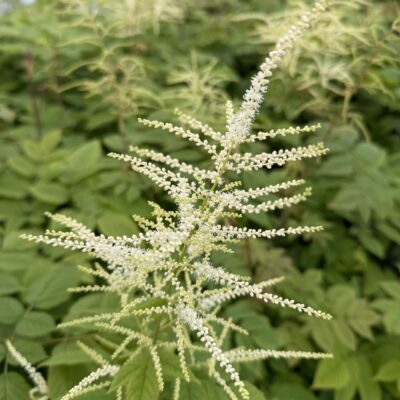 Aruncus diocus - Goat's Beard (#1 Round)