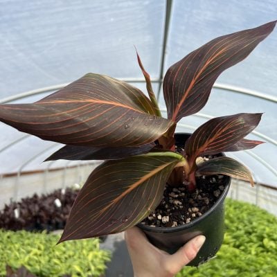 Canna 'Durban' - Canna Lily (Gallon Pot)