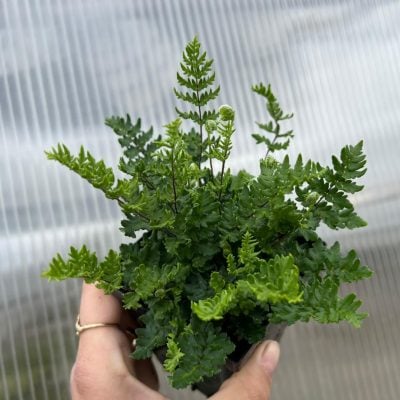 Cheilanthes sieberi - Poison Rock Fern, Mulga Fern (3.5" Pot)