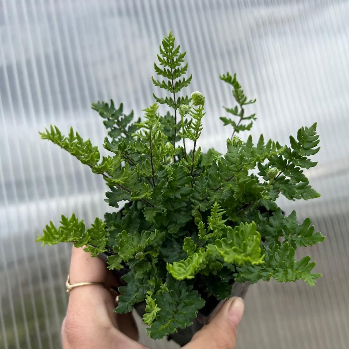 Cheilanthes sieberi - Poison Rock Fern, Mulga Fern (3.5" Pot)