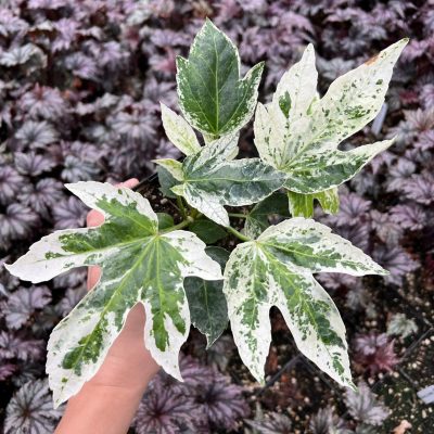 Fatsia japonica 'Variegata' - Variegated Japanese Aralia (4.5" Pot)