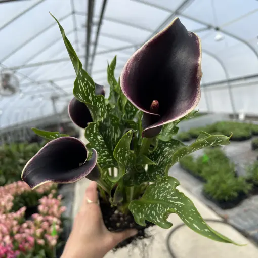 Zantedeschia 'Dubai Nights' - Calla Lily (4.5