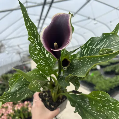 Zantedeschia 'Dubai Nights' - Calla Lily (4.5" Pot) | Little Prince of  Oregon Nursery